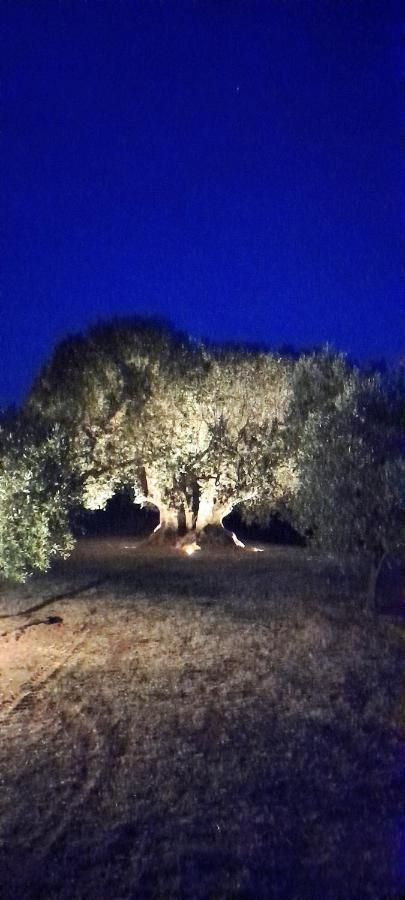 Agriturismo Il Vecchio Olivo 卡斯塔涅托卡尔杜奇 外观 照片
