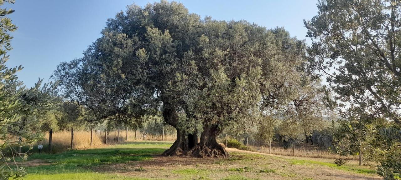 Agriturismo Il Vecchio Olivo 卡斯塔涅托卡尔杜奇 外观 照片