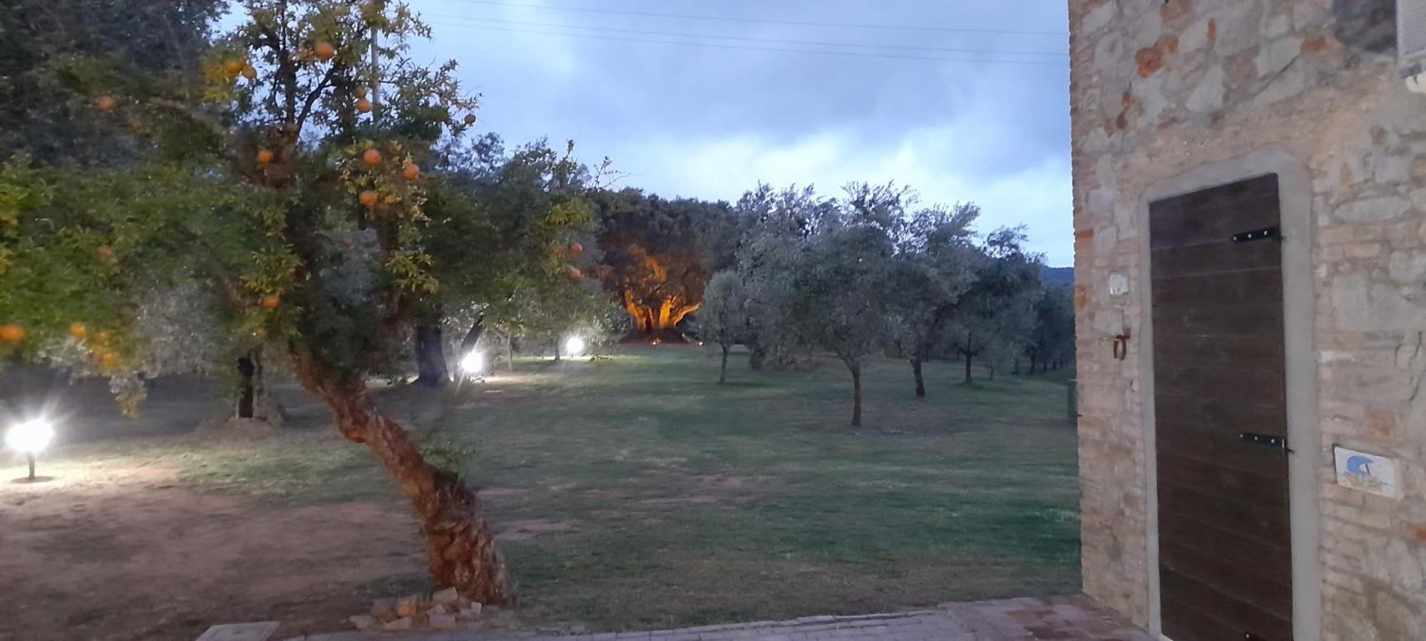 Agriturismo Il Vecchio Olivo 卡斯塔涅托卡尔杜奇 外观 照片