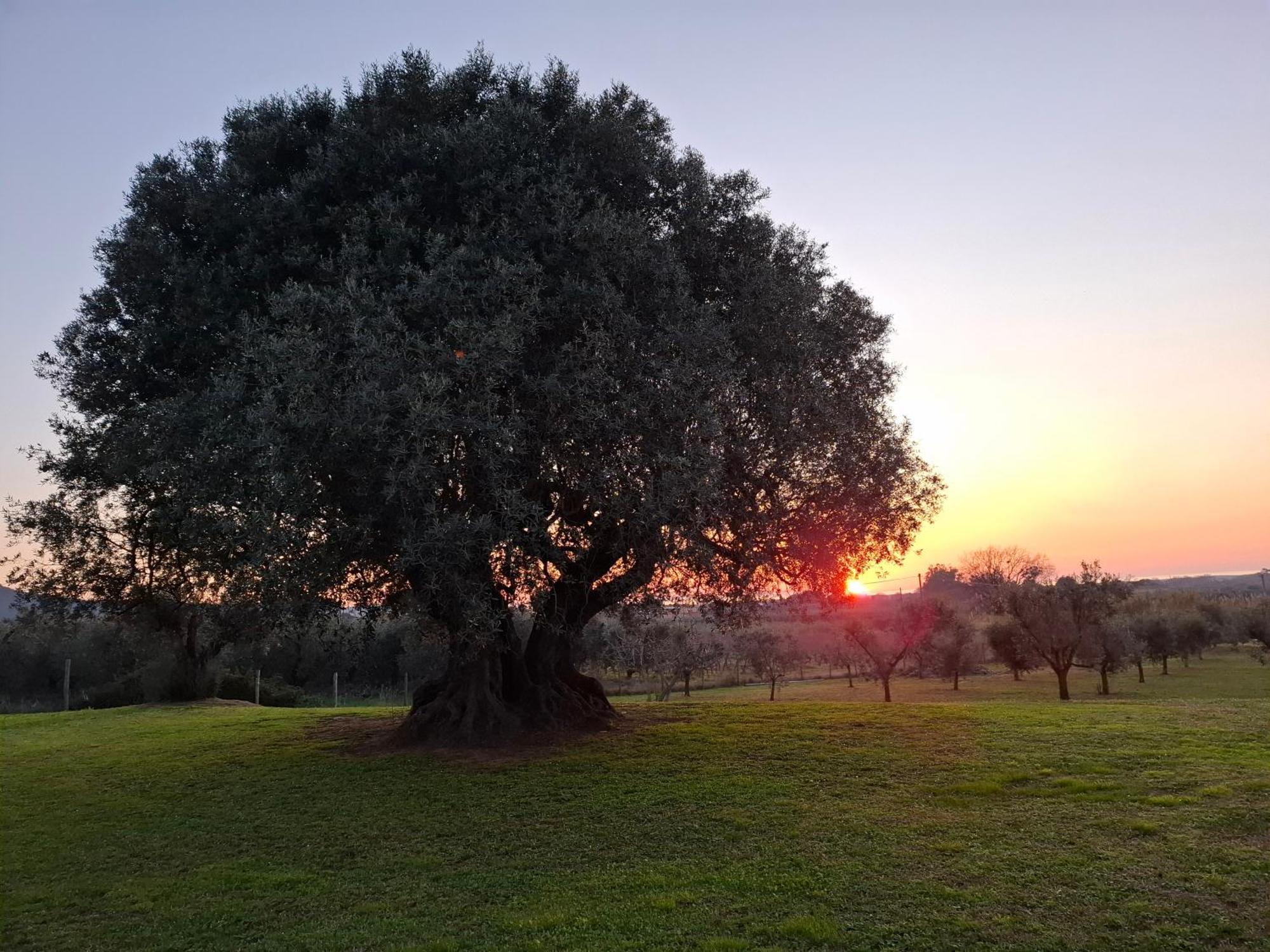 Agriturismo Il Vecchio Olivo 卡斯塔涅托卡尔杜奇 外观 照片